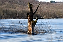 Lago Piccolo di Avigliana ghiacciato_046